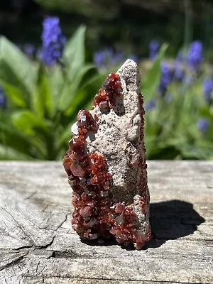 Large Vanadinite Cluster- Natural 2.5” Morocco Dark Red Vanadinite Specimen • $49.95