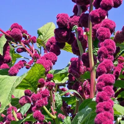 Rare Amaranthus Caudatus “Dreadlocks” - 20 Viable Seeds • £2.99