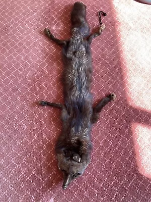 £75 • Buy Fox Fur Stole Genuine Vintage 1930’s 