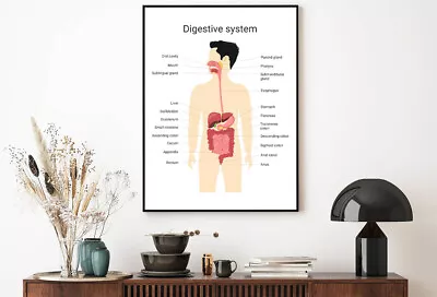 Digestive System Of Human With Labels Print Premium Poster High Quality • $19.51