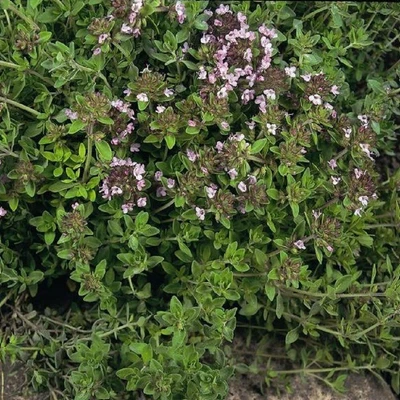 £1.75 • Buy Wildflower - Thyme Wild (Thymus Praecox HP.) - Kings Seeds - 200 Seeds