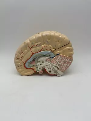 Antique / Vintage Clay Adams Life Size Half Brain Anatomical Model • $99.95