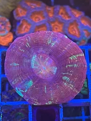 Scolymia - Reef Kingdom Coral Salt Water Tank WYSIWYG • $60