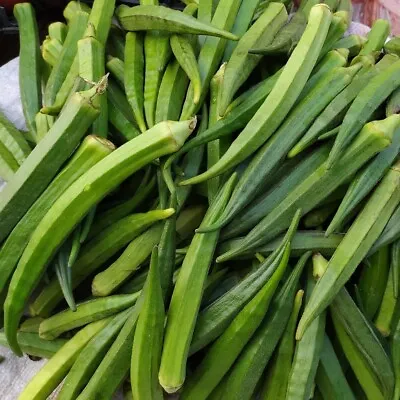 Okra Cows Horn 25 Seeds HEIRLOOM Vegetable Garden SPRING SUMMER Easy Grow Crunch • $5.99