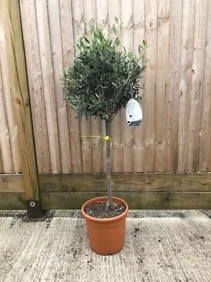 Olive Tree Olea Europa 115cm • £89