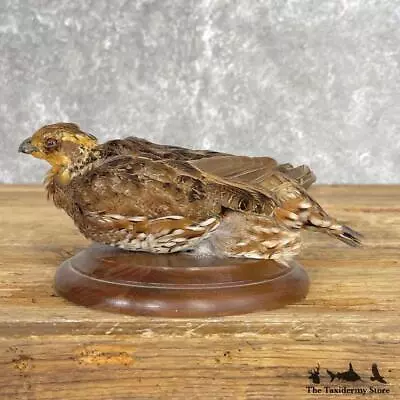 #24835 N | Bobwhite Quail Taxidermy Bird Mount For Sale • $340