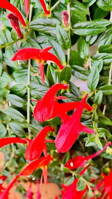 Goldfish Flower Columnea Plant 4-5  Cuttings (6pc) • $12