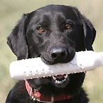 $18.80 • Buy Dog Training Dummies