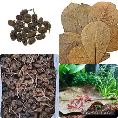 Indian Almond Leaves IAL ( Pack Of 10 ) + Alder Cones 12 Pcs Combo • $22.95