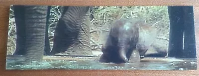 3D Awesome Elephants 🐘 Lenticular Bookmark BRAND NEW! E2 • £2.50