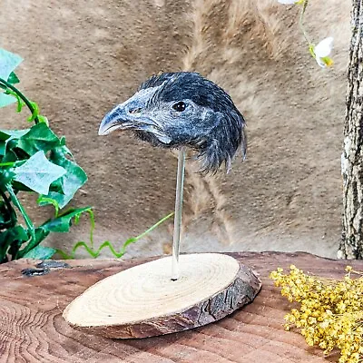 G18n Chicken Head Mount Display Taxidermy Chick Bird Curiosities Oddities Decor • $24.99