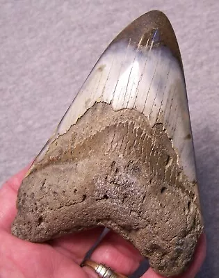 Megalodon Shark Tooth 4 3/8  Shark Teeth Fossil Stunning Color Huge Polished Jaw • $99