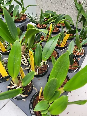 Bulk Lot 4 Live Orchid Plants Vanda Cattleya Hybrids Mystery Surprise I'll Pick! • $42.99