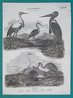 BIRDS Genus Grallae Stork Heron Egret Bittern - 1820 A. REES Antique Print • $20
