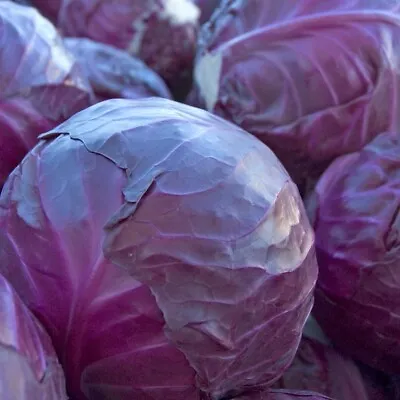 200+ Red Acre Cabbage Seeds -- Heirloom -- NON GMO -- FRESH • $2.18