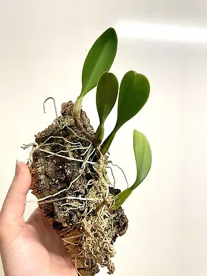 Bulbophyllum Putidum | SapphireChild Orchids • $30