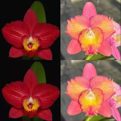$14.50 • Buy Cattleya Orchid Seedling (Pot. Mem. Cristina Montero 'SVO Sparkle' X Slc. Cosmic