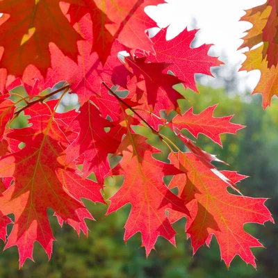 Quercus Rubra 'Red Oak' Bare Root Hedge Green Hedging Tree Plants • £15.99