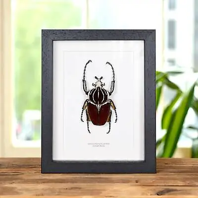 Goliath Taxidermy Beetle Frame (Goliathus Goliatus) • $191.73