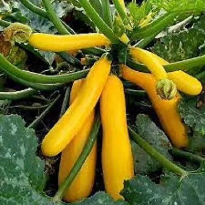 ZUCCHINI GOLD RUSH SEEDS Vegetables Zuccini Seeds Succini Seeds Yellow Zucchini • $3