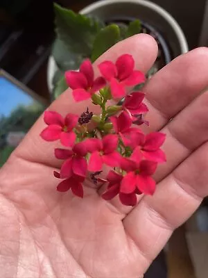 Flowering Kalanchoe Rooted Cutting. From Pink/red/purple Parent Plants. EasyCare • £3