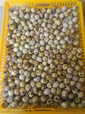 100+ Extras Brown Pharaoh Coturnix Quail Hatching Eggs For Sale • $49