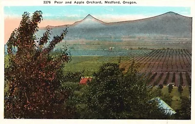 Postcard OR Medford Oregon Pear & Apple Orchard White Border Vintage PC F4294 • $4