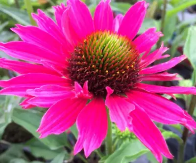 Echinacea Magenta Perennial Plant 2 X 9cm Pots • £8.99