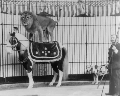 Man In Cage W Horse & Lion Hagenbeck'S Trained Animals 8x10 PRINT PHOTO • $6.98