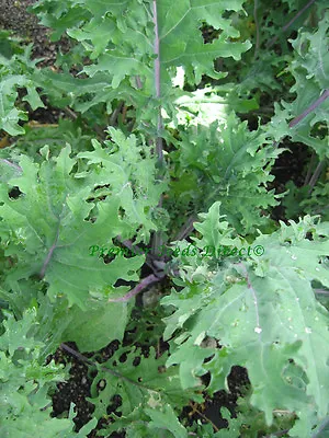 Kale Borecole Red Russian  2000 Finest Seeds • £2.49