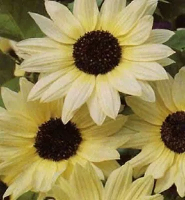 50 VANILLA ICE SUNFLOWER Two Tone Light Yellow Helianthus Annuus Flower Seeds • $3