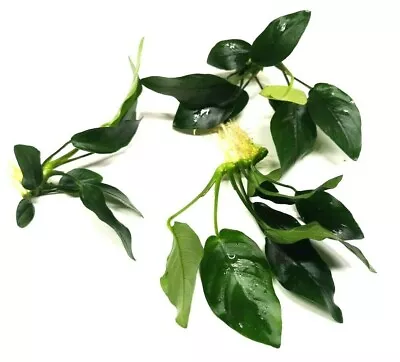 £8.75 • Buy 3x Anubias Nana Live Aquarium Aquatic Plants Aquascaping Tropical Fish Tank