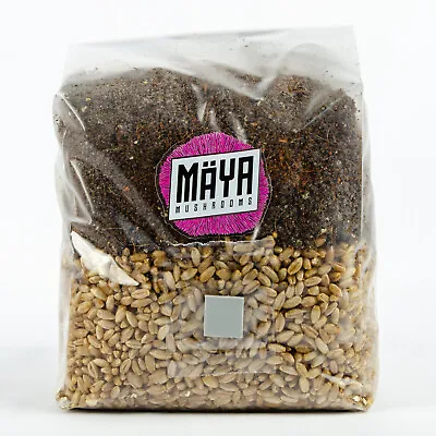 All-in-one Mushroom Grow Kit - 1.5kg - Grain Spawn Coir Vermiculite Gypsum CVG • £135