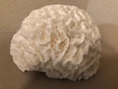 Caribbean Reef Natural White Brain Coral Fossil 3.5 Lbs. 6.5  X 5  X 4  • $125