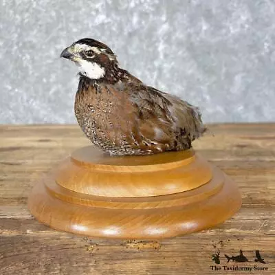 #24838 N | Bobwhite Quail Taxidermy Bird Mount For Sale • $340