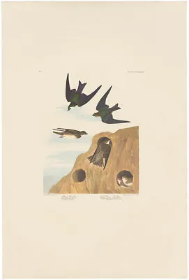 $100 • Buy Audubon Amsterdam Ed Double Elephant Folio 1971 Lithograph Pl 385 Bank Swallow
