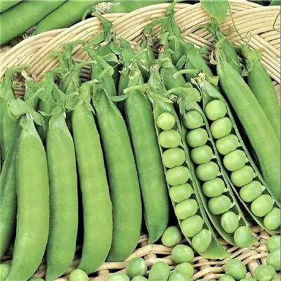 Bolly Bulbs® Pea Seeds Garden Sugarsnap Snow  Mangetout Some Overwinter 35 Seeds • £2.60