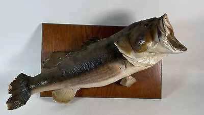 Vtg Real Skin Largemouth Bass Taxidermy / Wall Mount Cabin Fishing Fish 7 Pounds • $99.99