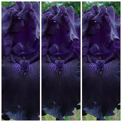 Black Beard Orchid Flower Iris Seeds Flowering Garden Plant Seed Free Postage • $14.95