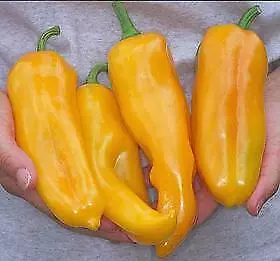 Pepper Marconi Golden    500 Seeds • $15.14