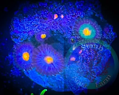 SAF~ “WYSIWYG” Zoanthid Combo Frag Palythoa Paly Zoa Coral Colony • $19.99