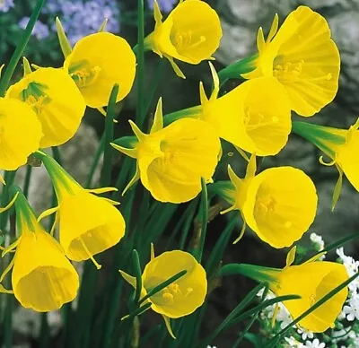 Garden Cottage Daffodil Golden Bells Spring Flowering Plants Flowers In 1L Pot  • £11.99