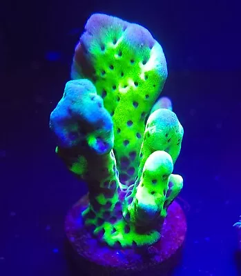 On Sale!! Wysiwyg Beginner Sps Slimeball Montipora Live Coral 2  Frag  • $10