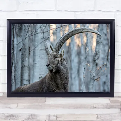 Wildlife Wild Animal Nature Ibex Animals Horns Horn Forest Wall Art Print • $12.44