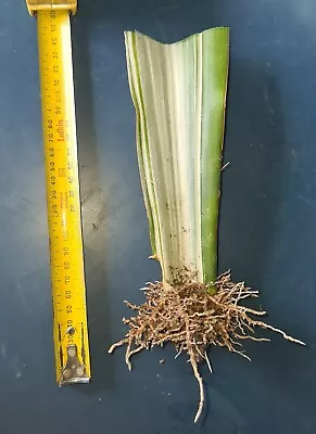 3 X Sansevieria Siam Silver Metalica  Snake Plant Variegated House Plant • $10