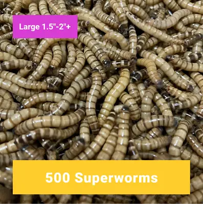 500 Large Superworms  -   Free Shipping Live Arrival Guarantee - Best On EBay! • $25.99