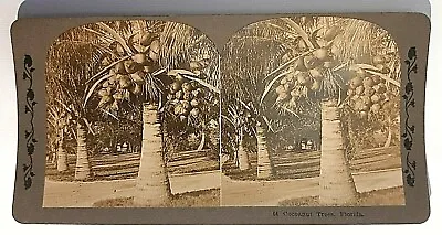 Cocoanut Trees Florida Stereo View Card • $9.39