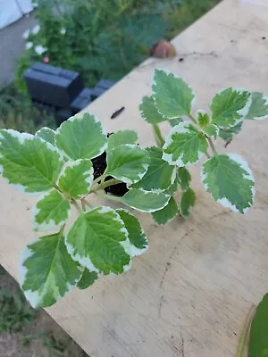 Variegated Cuban Oregano~Mexican Mint~Spanish Thyme~Well Rooted Plant  5 Inches • $6