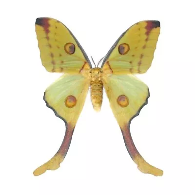 Argema Mittrei Green Yellow Comet Moth Female Madagascar UNMOUNTED/WINGS CLOSED • $35