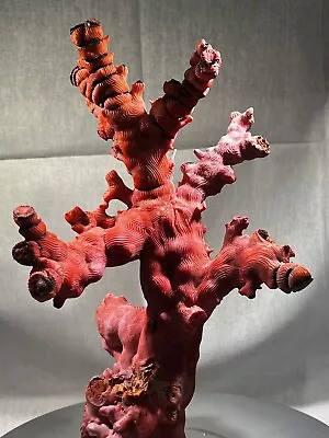 100% Natural Large Red Coral Branch Mediterranean Sea Museum Quality Piece! • $5500